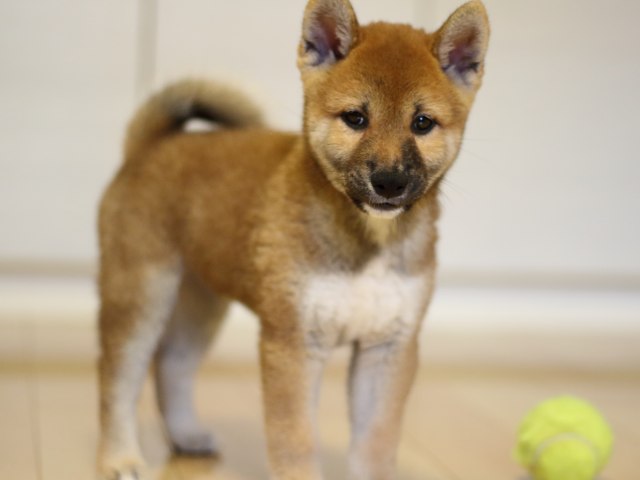 fp5a5761-puppy fp5a5761-puppy