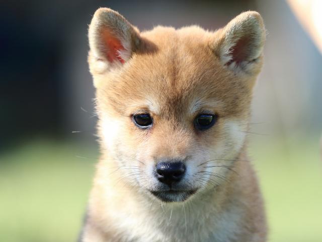 fp5a5814-puppy fp5a5814-puppy