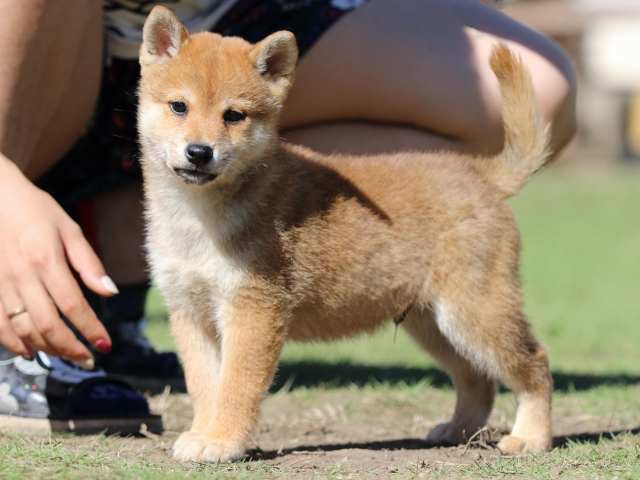 fp5a5837-puppy fp5a5837-puppy