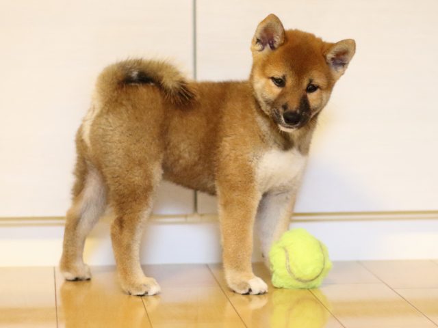 fp5a5846-puppy fp5a5846-puppy