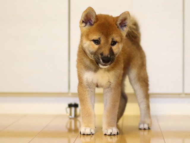 fp5a5869-puppy fp5a5869-puppy