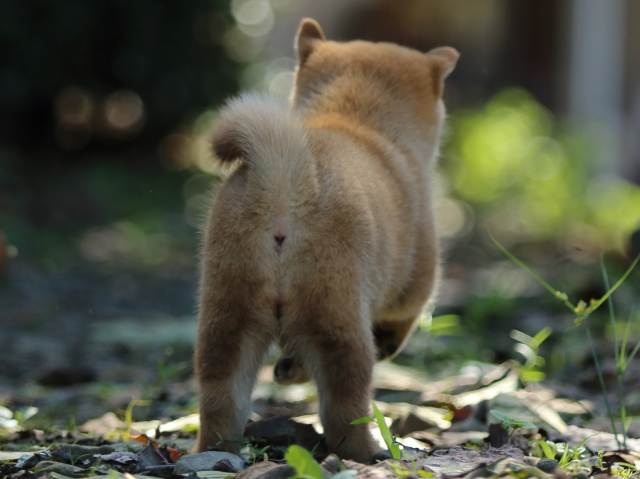 fp5a5887-puppy fp5a5887-puppy