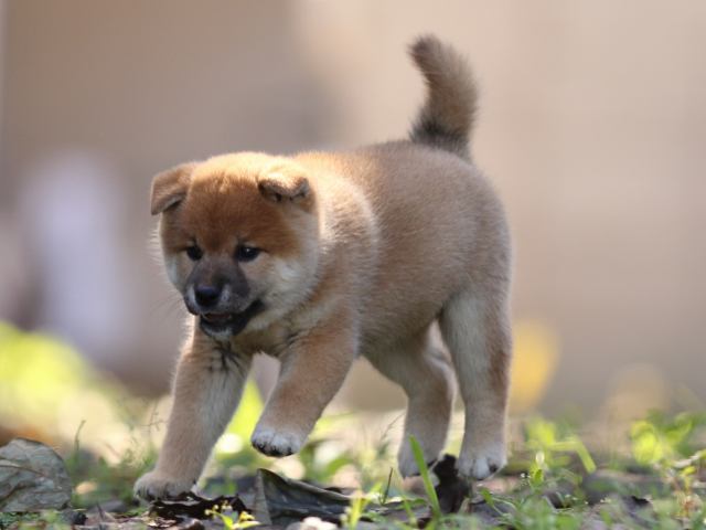 fp5a5891-puppy fp5a5891-puppy