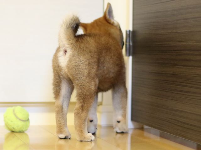 fp5a5902-puppy fp5a5902-puppy