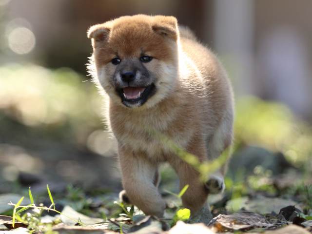 fp5a5952-puppy fp5a5952-puppy