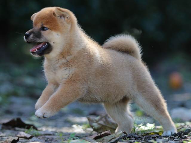 fp5a6047-puppy fp5a6047-puppy