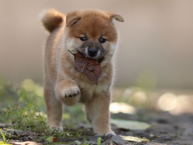 fp5a6089-puppy fp5a6089-puppy