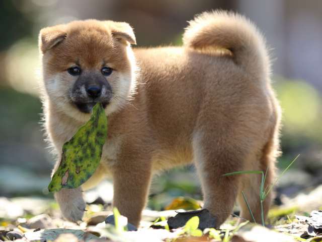 fp5a6103-puppy fp5a6103-puppy