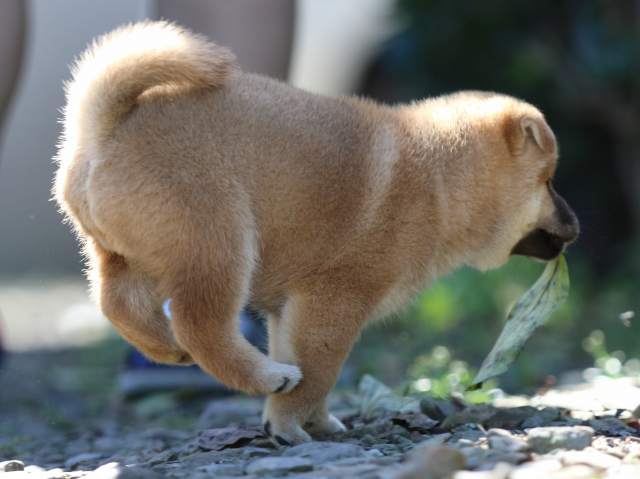 fp5a6111-puppy fp5a6111-puppy
