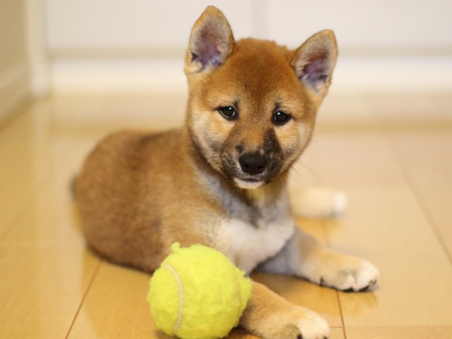 fp5a6137-puppy fp5a6137-puppy