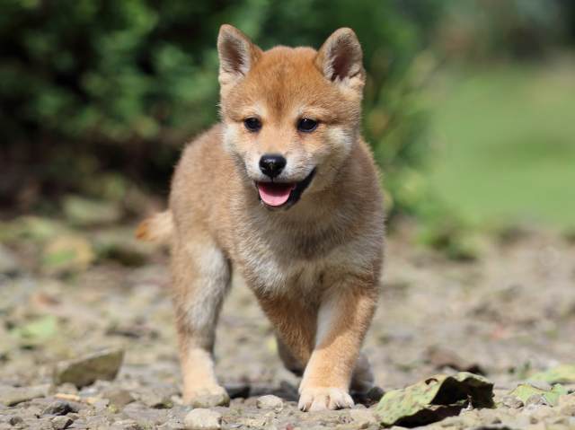 fp5a6150-puppy fp5a6150-puppy