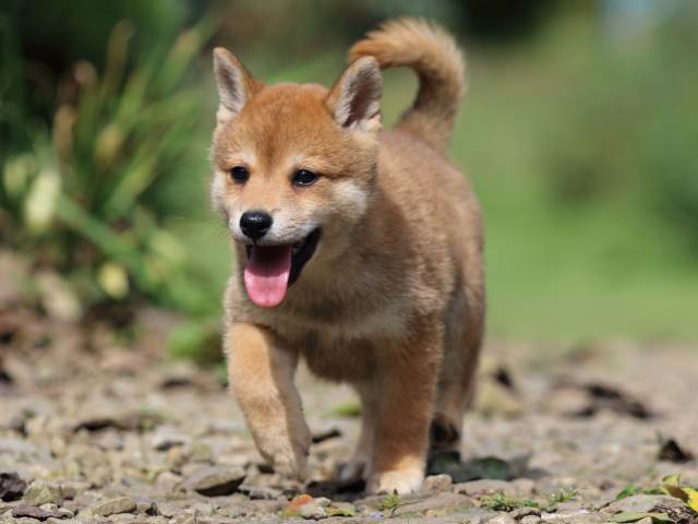 fp5a6166-puppy fp5a6166-puppy