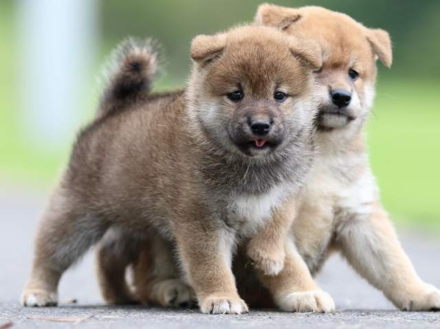 fp5a6194-puppy fp5a6194-puppy