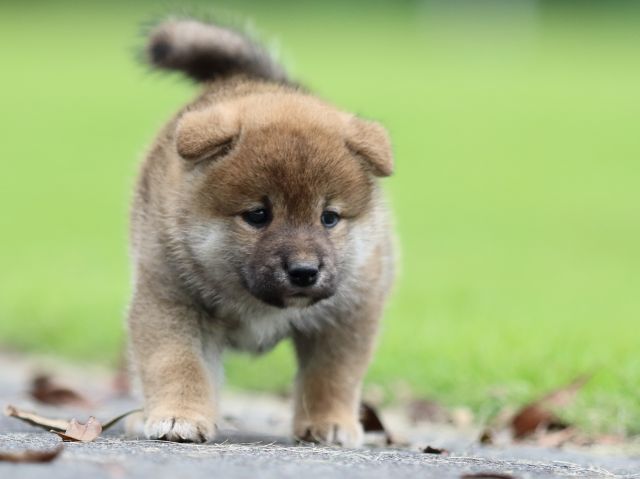 fp5a6198-puppy fp5a6198-puppy