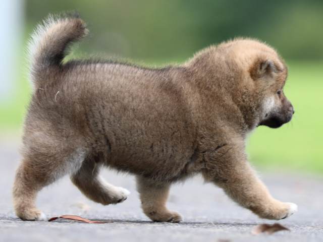 fp5a6216-puppy fp5a6216-puppy