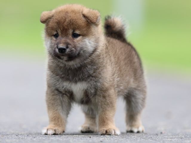 fp5a6239-puppy fp5a6239-puppy