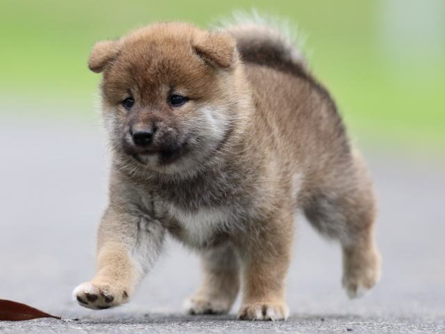 fp5a6244-puppy fp5a6244-puppy
