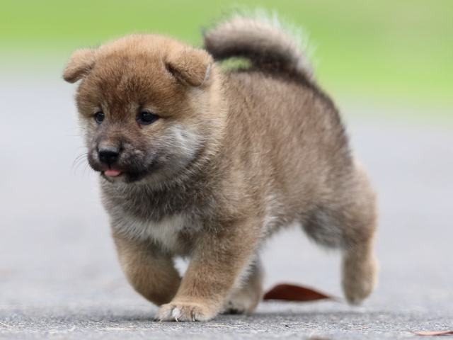 fp5a6249-puppy fp5a6249-puppy