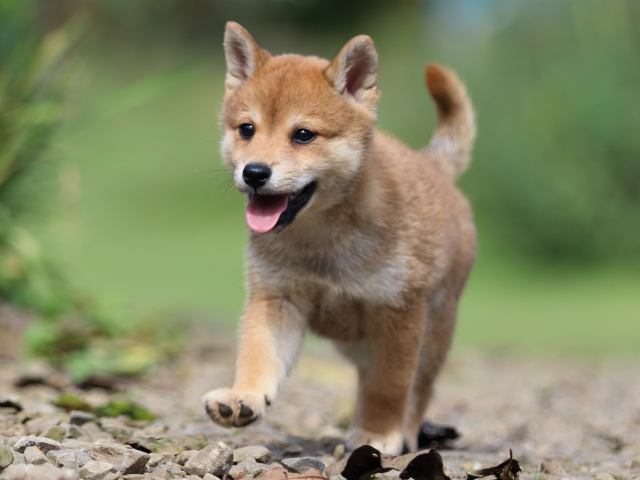 fp5a6258-puppy fp5a6258-puppy