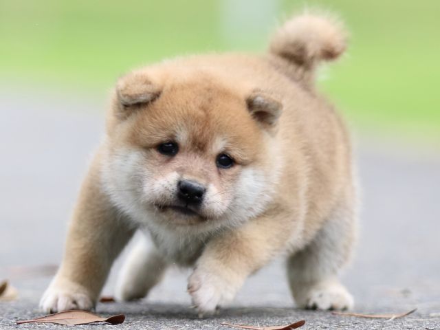 fp5a6286-puppy fp5a6286-puppy