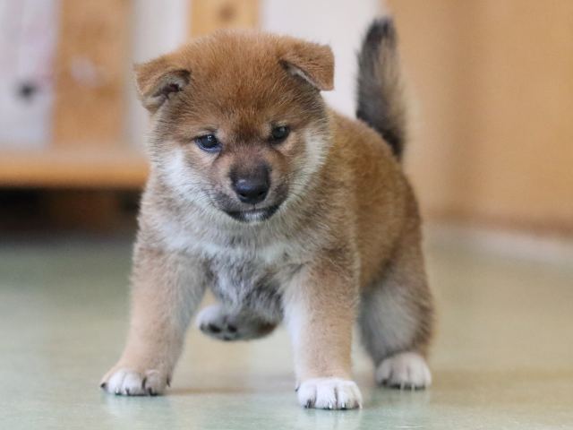 fp5a6299-puppy fp5a6299-puppy