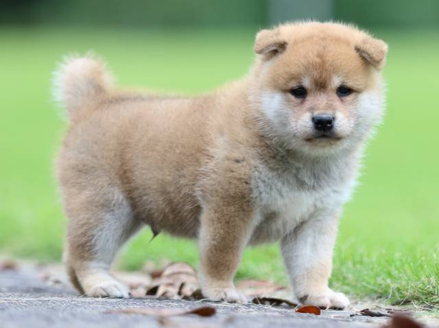 fp5a6304-puppy fp5a6304-puppy