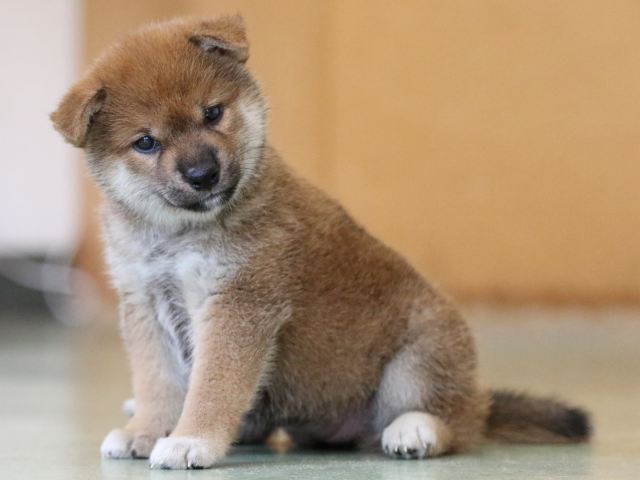 fp5a6324-puppy fp5a6324-puppy