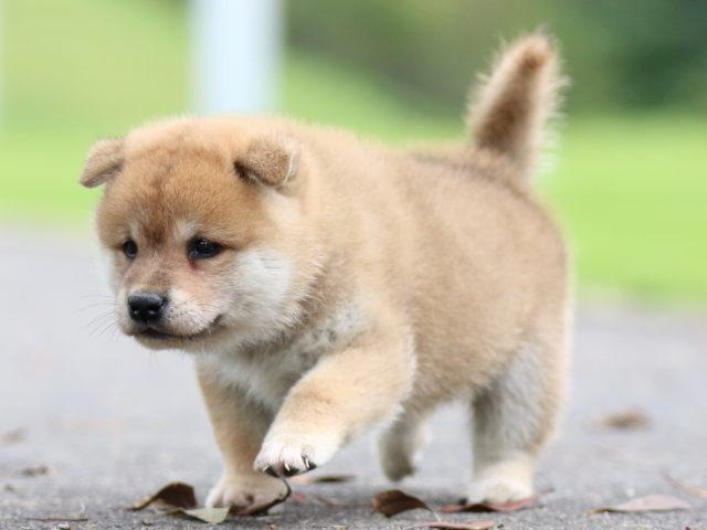 fp5a6325-puppy fp5a6325-puppy