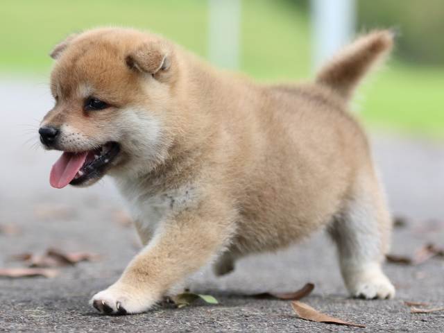 fp5a6335-puppy fp5a6335-puppy
