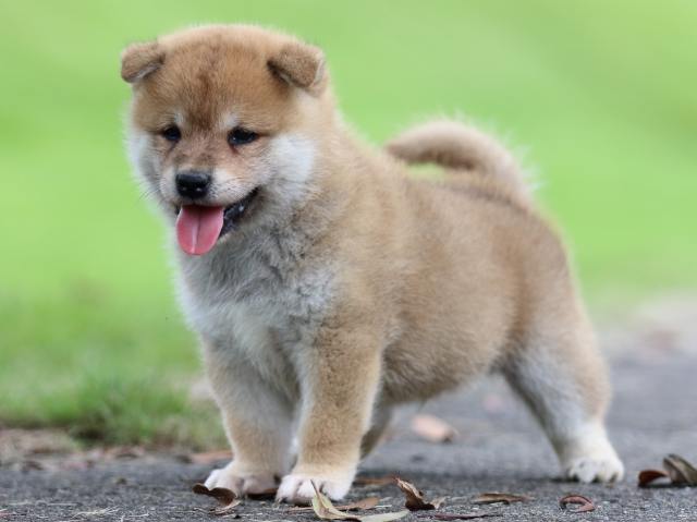 fp5a6381-puppy fp5a6381-puppy