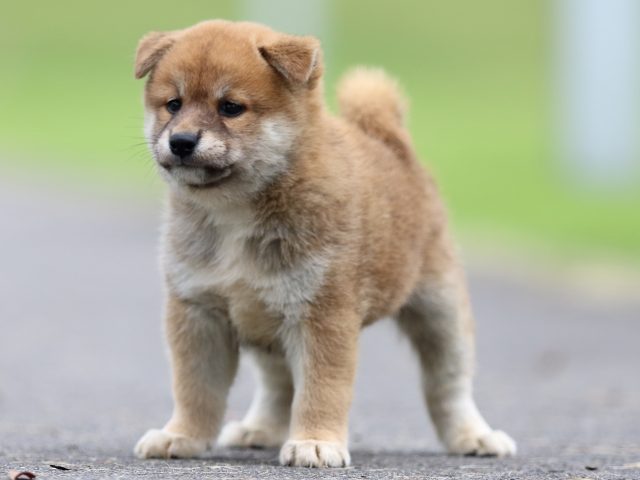 fp5a6407-puppy fp5a6407-puppy