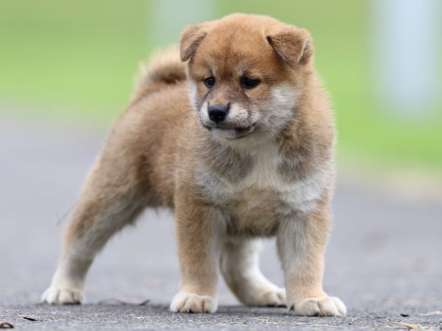 fp5a6417-puppy fp5a6417-puppy