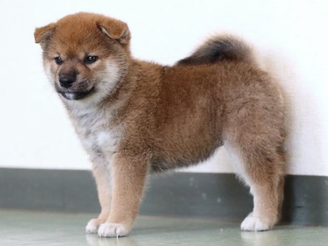 fp5a6425-puppy fp5a6425-puppy