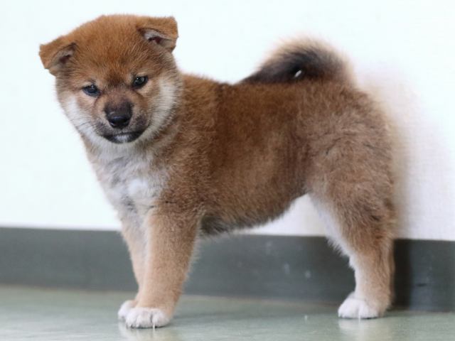 fp5a6436-puppy fp5a6436-puppy