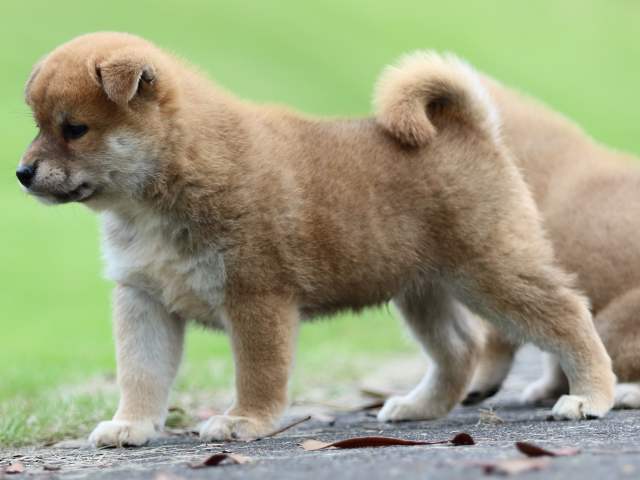 fp5a6445-puppy fp5a6445-puppy