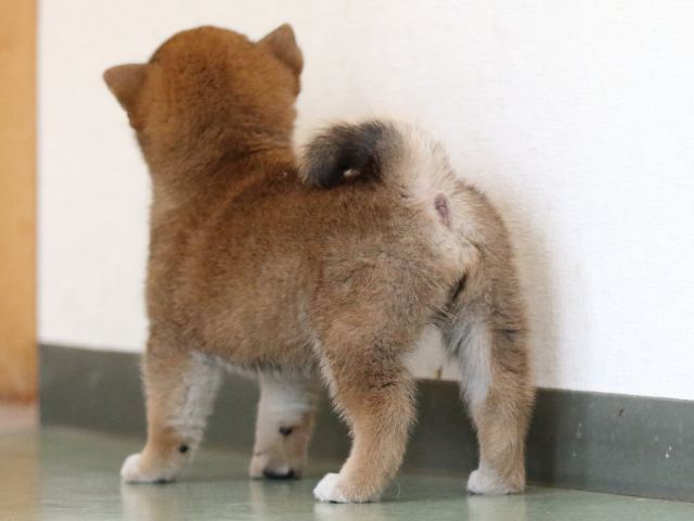 fp5a6446-puppy fp5a6446-puppy