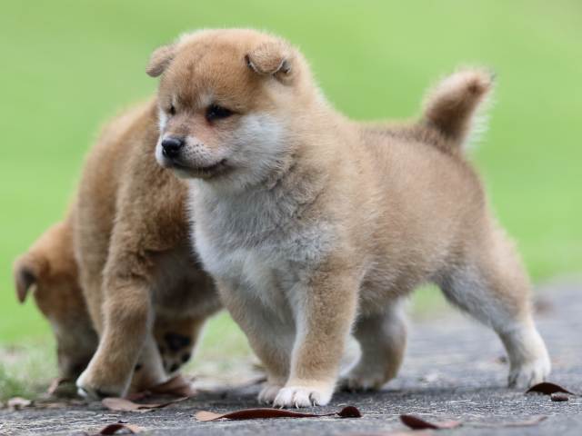 fp5a6449-puppy fp5a6449-puppy