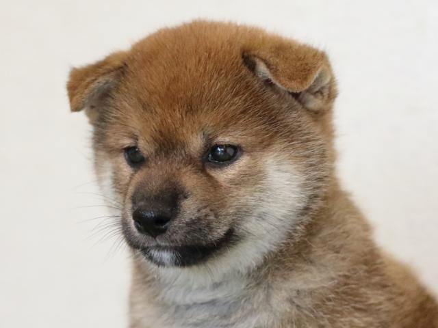 fp5a6455-puppy fp5a6455-puppy