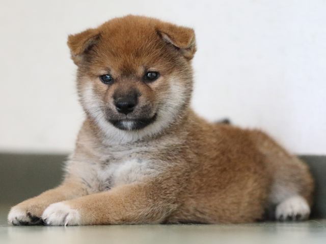 fp5a6468-puppy fp5a6468-puppy