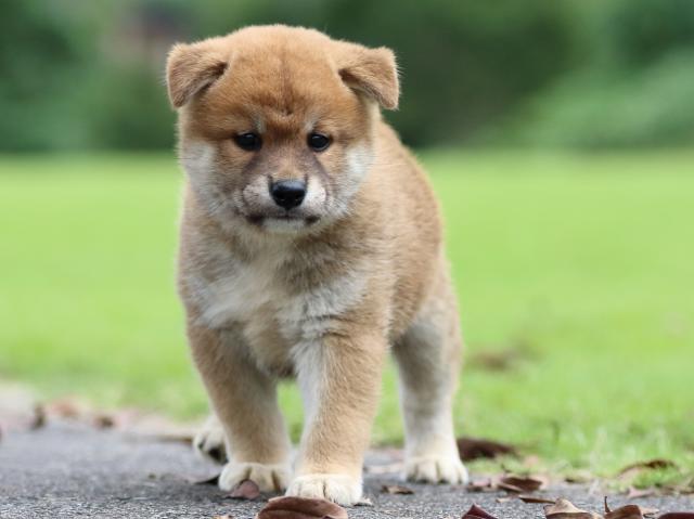 fp5a6491-puppy fp5a6491-puppy