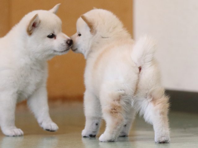 fp5a6494-puppy fp5a6494-puppy