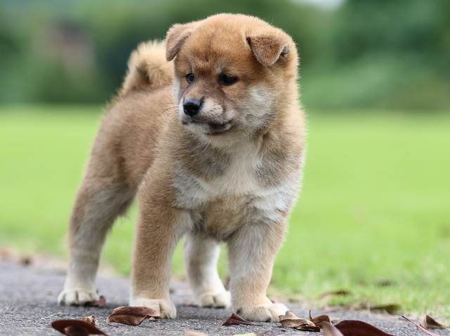 fp5a6513-puppy fp5a6513-puppy