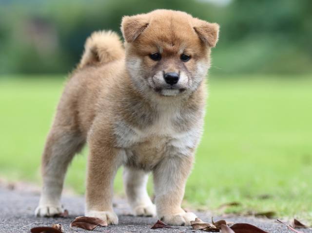 fp5a6520-puppy fp5a6520-puppy