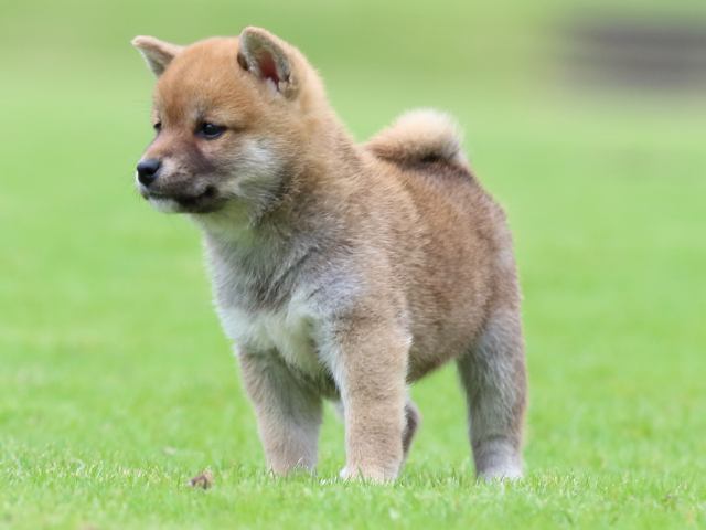 fp5a6560-puppy fp5a6560-puppy