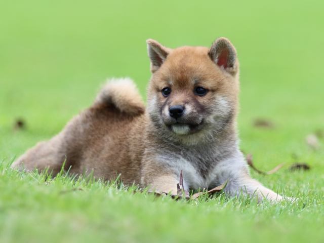 fp5a6633-puppy fp5a6633-puppy