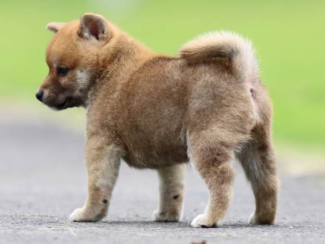 fp5a6651-puppy fp5a6651-puppy