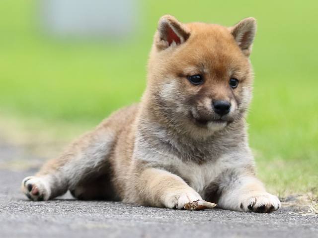 fp5a6656-puppy fp5a6656-puppy