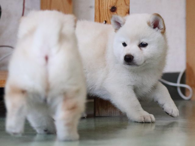 fp5a6662-puppy fp5a6662-puppy