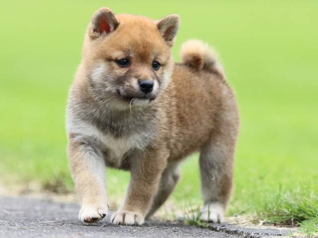 fp5a6671-puppy fp5a6671-puppy