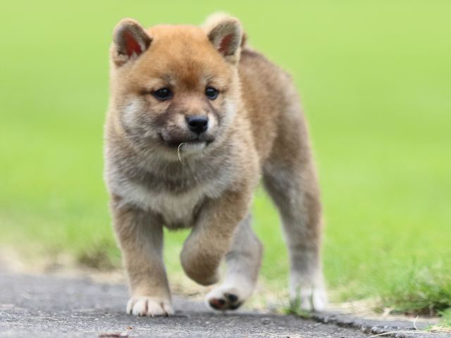 fp5a6673-puppy fp5a6673-puppy